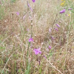 Arthropodium fimbriatum (Nodding Chocolate Lily) at Watson, ACT - 12 Dec 2020 by MAX