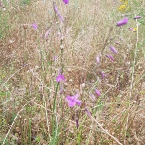 Arthropodium fimbriatum at Watson, ACT - 12 Dec 2020