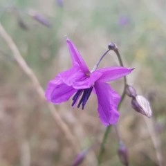 Arthropodium fimbriatum at Watson, ACT - 12 Dec 2020