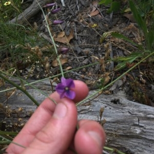 Arthropodium fimbriatum at Farrer, ACT - 13 Dec 2020