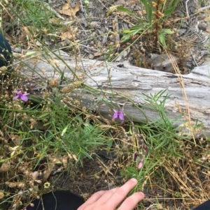 Arthropodium fimbriatum at Farrer, ACT - 13 Dec 2020