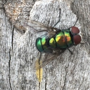 Rutilia sp. (genus) at Tuggeranong DC, ACT - 13 Dec 2020