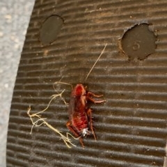 Paratemnopteryx couloniana (A native cockroach) at Murrumbateman, NSW - 5 Dec 2020 by SimoneC