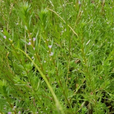 Lythrum hyssopifolia (Small Loosestrife) at Mount Majura - 12 Dec 2020 by MAX