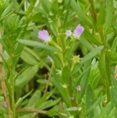 Lythrum hyssopifolia at Watson, ACT - 12 Dec 2020