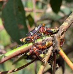 Eurymeloides pulchra at Murrumbateman, NSW - 13 Dec 2020