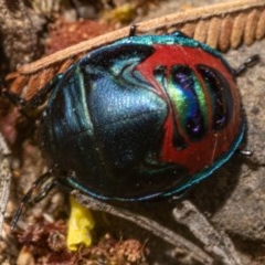 Choerocoris paganus at Burrinjuck, NSW - 13 Dec 2020