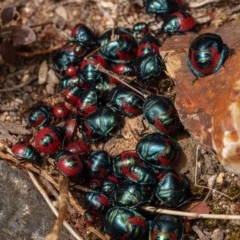 Choerocoris paganus at Burrinjuck, NSW - 13 Dec 2020