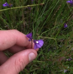 Utricularia dichotoma (Fairy Aprons, Purple Bladderwort) at Tuggeranong DC, ACT - 13 Dec 2020 by Tapirlord