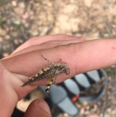 Pycnostictus seriatus (Common Bandwing) at Farrer, ACT - 13 Dec 2020 by Tapirlord