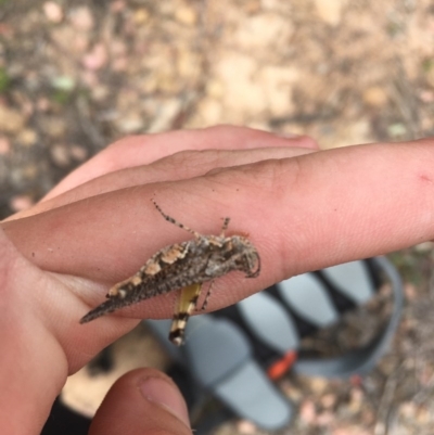 Pycnostictus seriatus (Common Bandwing) at Farrer Ridge - 13 Dec 2020 by Tapirlord