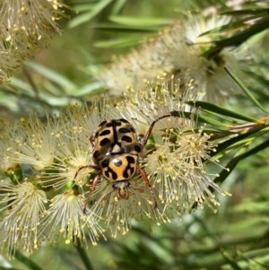 Neorrhina punctata at Murrumbateman, NSW - 13 Dec 2020