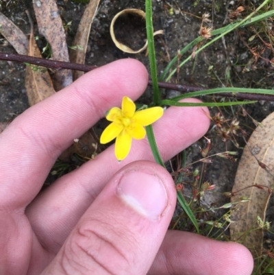 Hypoxis hygrometrica (Golden Weather-grass) at Wanniassa, ACT - 13 Dec 2020 by Tapirlord