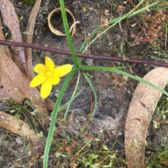 Hypoxis hygrometrica at Wanniassa, ACT - 13 Dec 2020 12:10 PM