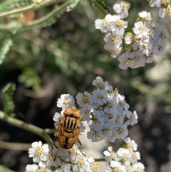 Eristalinus punctulatus (Golden Native Drone Fly) at Murrumbateman, NSW - 13 Dec 2020 by SimoneC