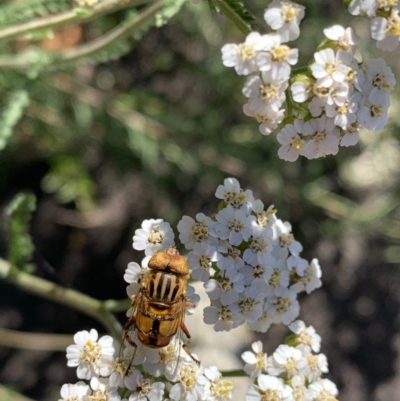 Eristalinus punctulatus (Golden Native Drone Fly) at Murrumbateman, NSW - 13 Dec 2020 by SimoneC