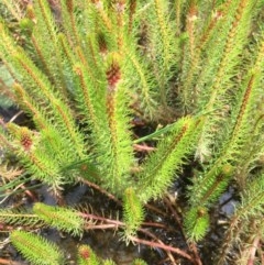 Myriophyllum crispatum (Water Millfoil) at Farrer Ridge - 13 Dec 2020 by Tapirlord
