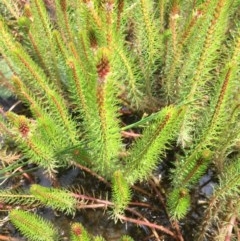 Myriophyllum sp. (Water-milfoil) at Farrer Ridge - 13 Dec 2020 by Tapirlord