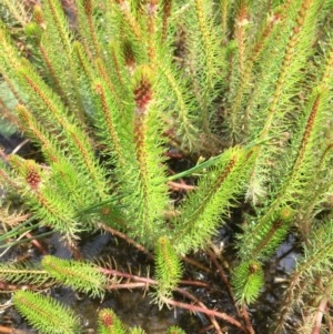 Myriophyllum sp. at Tuggeranong DC, ACT - 13 Dec 2020