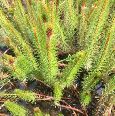 Myriophyllum crispatum (Water Millfoil) at Farrer Ridge - 13 Dec 2020 by Tapirlord