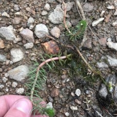 Myriophyllum sp. at Tuggeranong DC, ACT - 13 Dec 2020