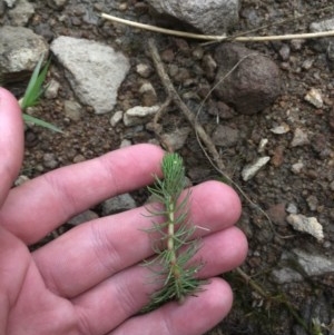 Myriophyllum sp. at Tuggeranong DC, ACT - 13 Dec 2020