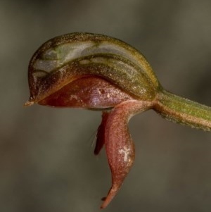 Oligochaetochilus squamatus at Paddys River, ACT - suppressed