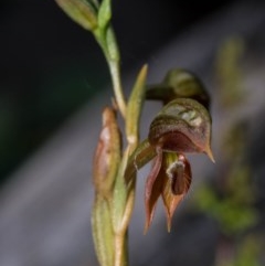 Oligochaetochilus squamatus at Paddys River, ACT - suppressed