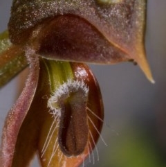 Oligochaetochilus squamatus at Paddys River, ACT - suppressed