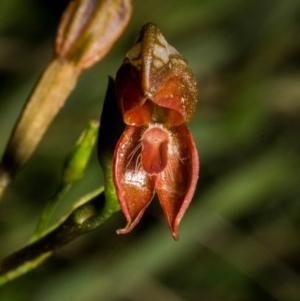 Oligochaetochilus squamatus at Paddys River, ACT - suppressed