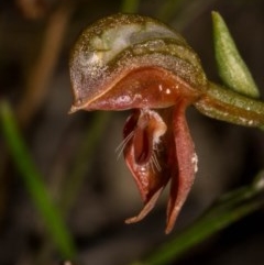 Oligochaetochilus squamatus at Paddys River, ACT - suppressed