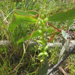 Microtis sp. at Tuggeranong DC, ACT - 13 Dec 2020