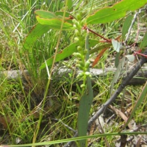 Microtis sp. at Tuggeranong DC, ACT - 13 Dec 2020