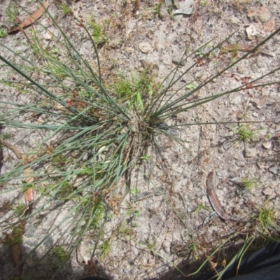 Juncus sp. (A Rush) at Farrer Ridge - 12 Dec 2020 by Tapirlord