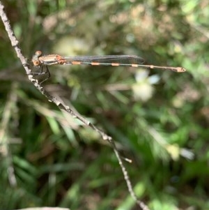 Austrolestes leda at Murrumbateman, NSW - 13 Dec 2020 12:56 PM