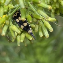 Hoshihananomia leucosticta (Pintail or Tumbling flower beetle) at Hughes, ACT - 13 Dec 2020 by KL