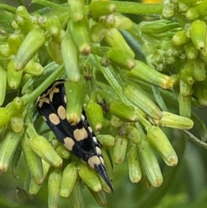 Hoshihananomia leucosticta at Hughes, ACT - 13 Dec 2020