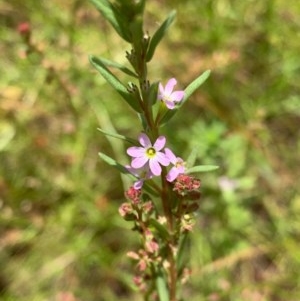 Lythrum hyssopifolia at Murrumbateman, NSW - 13 Dec 2020