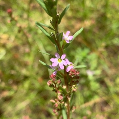 Lythrum hyssopifolia (Small Loosestrife) at Murrumbateman, NSW - 13 Dec 2020 by SimoneC