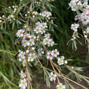 Kunzea ericoides at Murrumbateman, NSW - 13 Dec 2020 01:04 PM