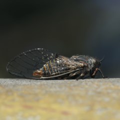 Atrapsalta furcilla at Majura, ACT - 11 Dec 2020