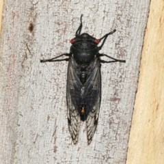 Psaltoda moerens (Redeye cicada) at Majura, ACT - 11 Dec 2020 by jb2602