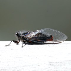Yoyetta timothyi (Brown Firetail Cicada) at Majura, ACT - 11 Dec 2020 by jbromilow50