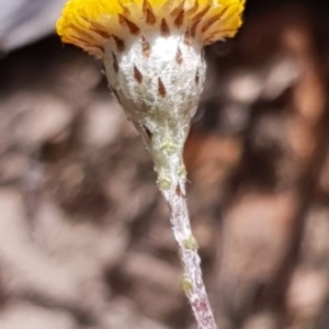 Leptorhynchos squamatus subsp. squamatus at Cook, ACT - 7 Dec 2020