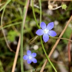 Wahlenbergia multicaulis (Tadgell's Bluebell) at Googong, NSW - 13 Dec 2020 by Wandiyali