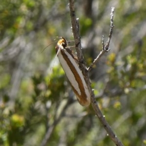 Phytotrypa propriella at Theodore, ACT - 20 Oct 2019