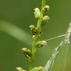 Microtis unifolia (Common Onion Orchid) at Bundanoon, NSW - 13 Dec 2020 by Snowflake