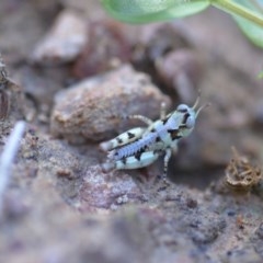 Acrididae sp. (family) (Unidentified Grasshopper) at Wamboin, NSW - 17 Oct 2020 by natureguy