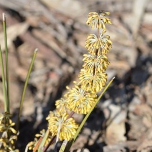 Lomandra multiflora at Wamboin, NSW - 17 Oct 2020 07:25 PM