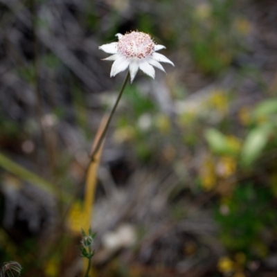 Actinotus forsythii (Pink Flannel Flower) at Bundanoon, NSW - 13 Dec 2020 by Boobook38